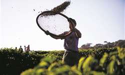 Ministério do Trabalho e Previdência realiza orientação sobre trabalho durante colheita do café