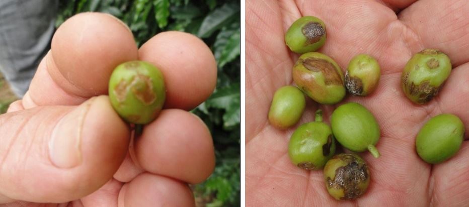 Figura 1