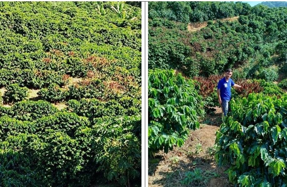 Reboleira de plantas com topo queimado, em lavoura de café em Varre-sai e o Técnico observando, em detalhe, os sintomas da seca, atribuida ao efeito de faisca elétrica ou raio