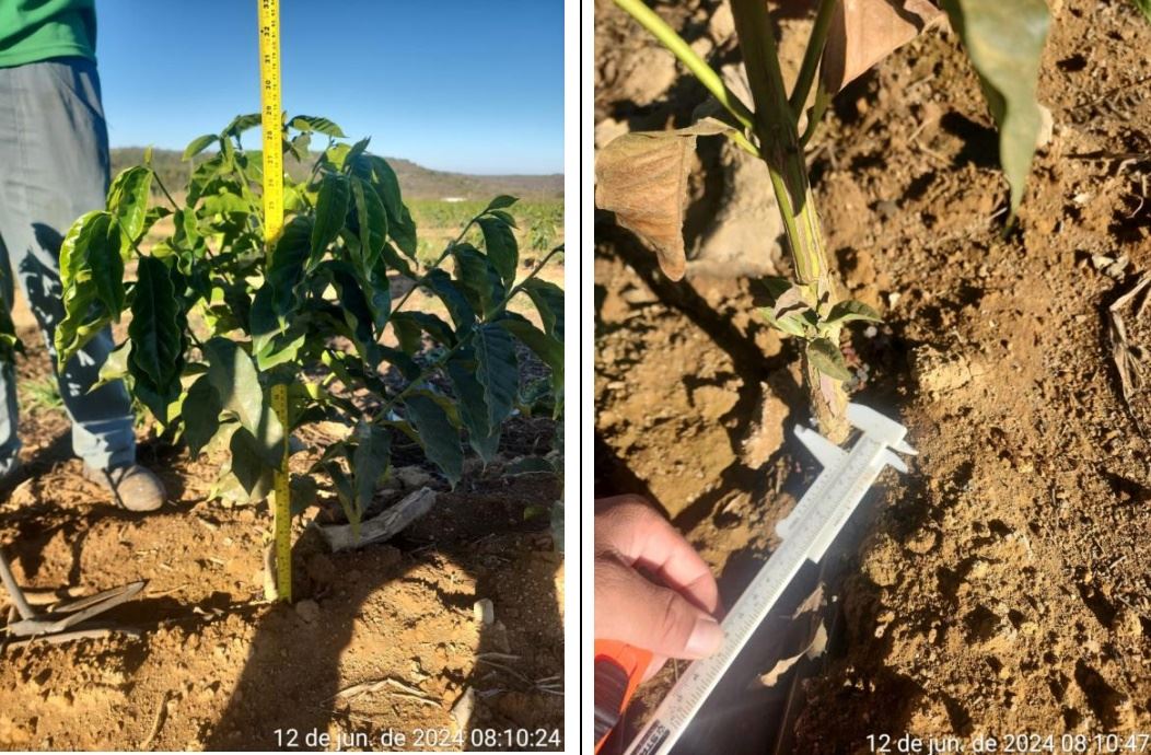 Figura 2