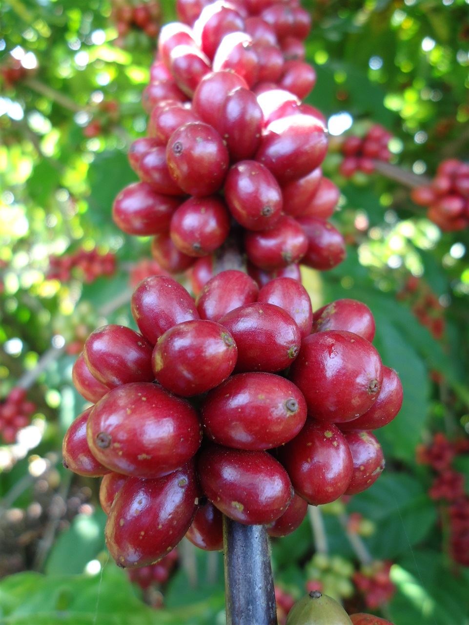 Preço do café conilon na região de Cacoal RO está há três semanas