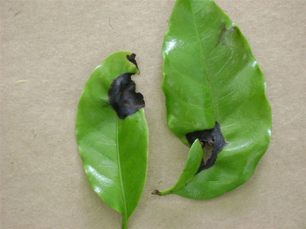 Manchas escuras e bordas encurvadas são alguns sinais da doença nas folhas do cafeeiro. Fotos: Divulgação/ Epamig