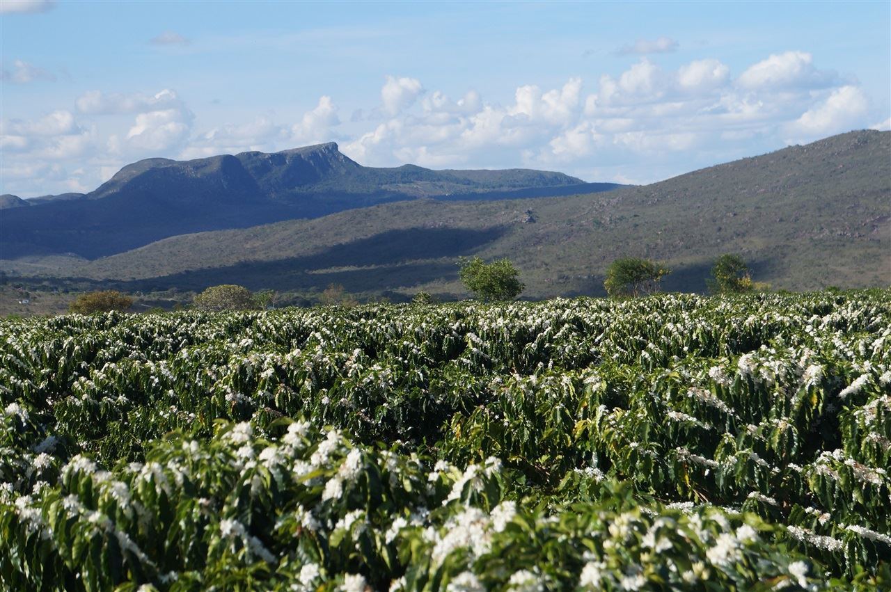 Foto: Divulgação / Fazenda São Judas Tadeu