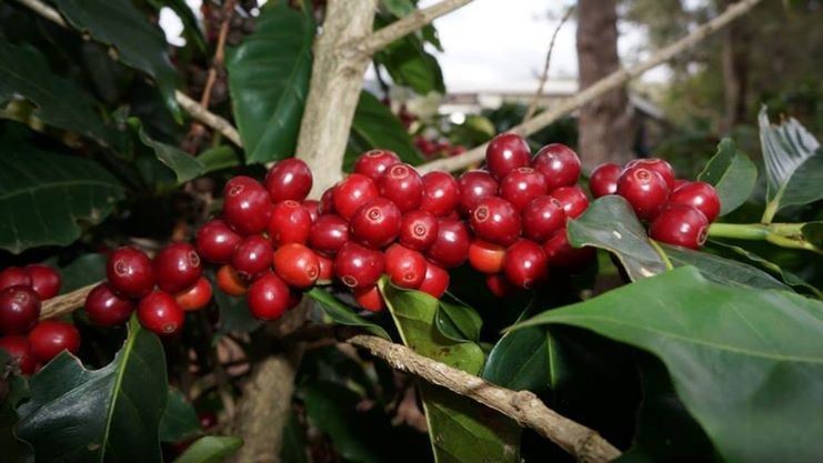 Foto: Divulgação/ Cup Of Excellence