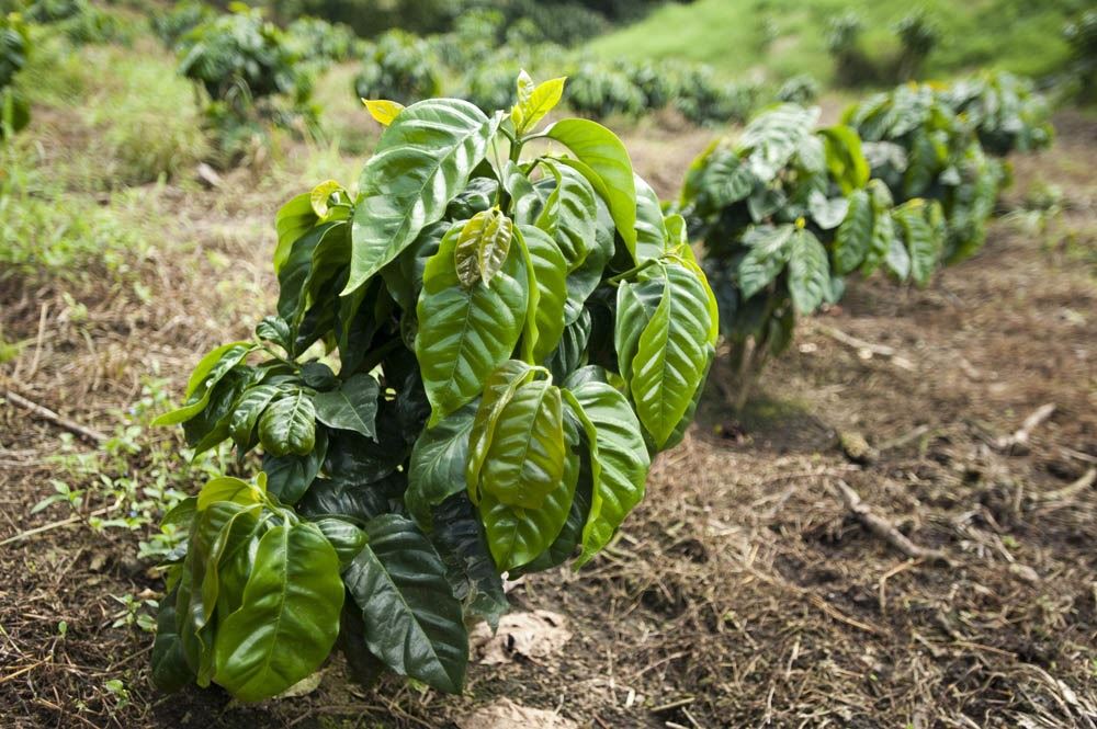 Foto ilustrativa: Divulgação/ Let's Talk Coffee