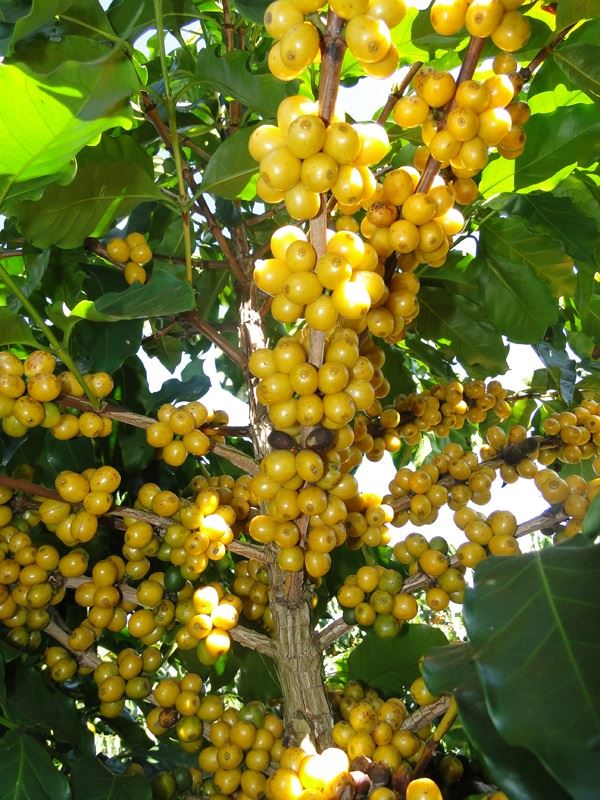 Cultivar Paraíso Foto: Samantha Mapa/ Epamig