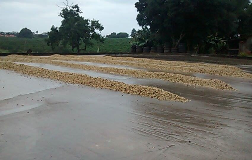 Foto: Terreiro do produtor Marcelo Teixeira/ Arquivo pessoal