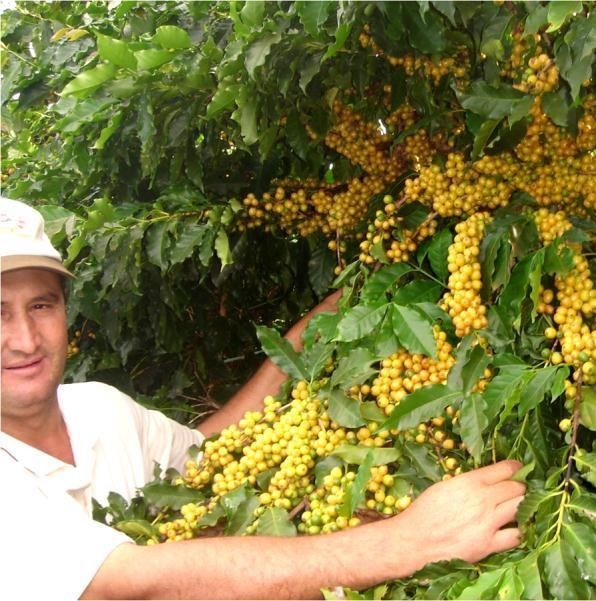 Procafé: Floração mais uniforme de cafeeiros conillon em relação a