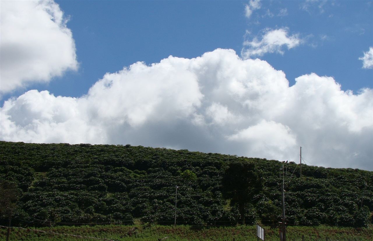 Foto: Divulgação/ Epamig