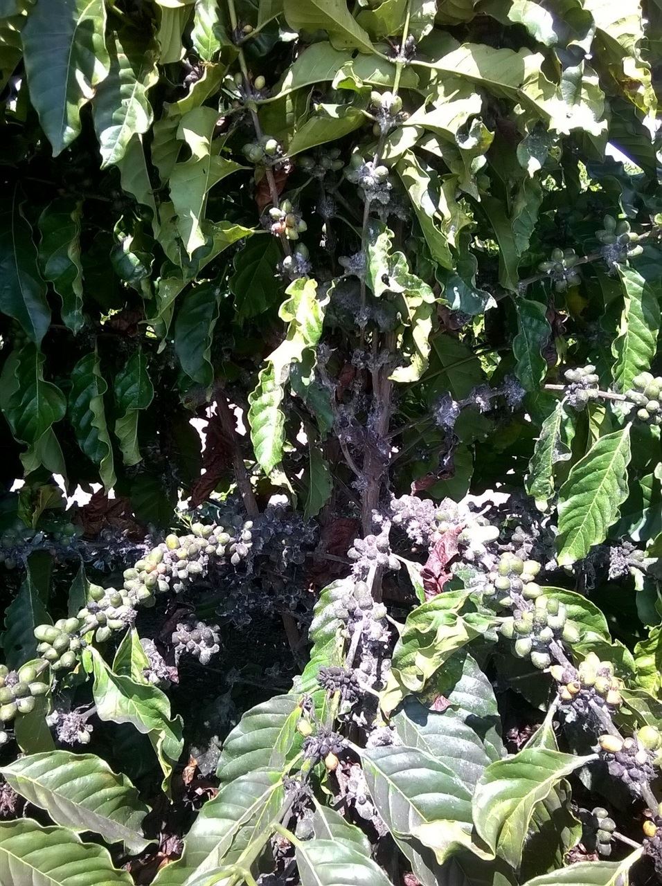 Foto: Coopeavi