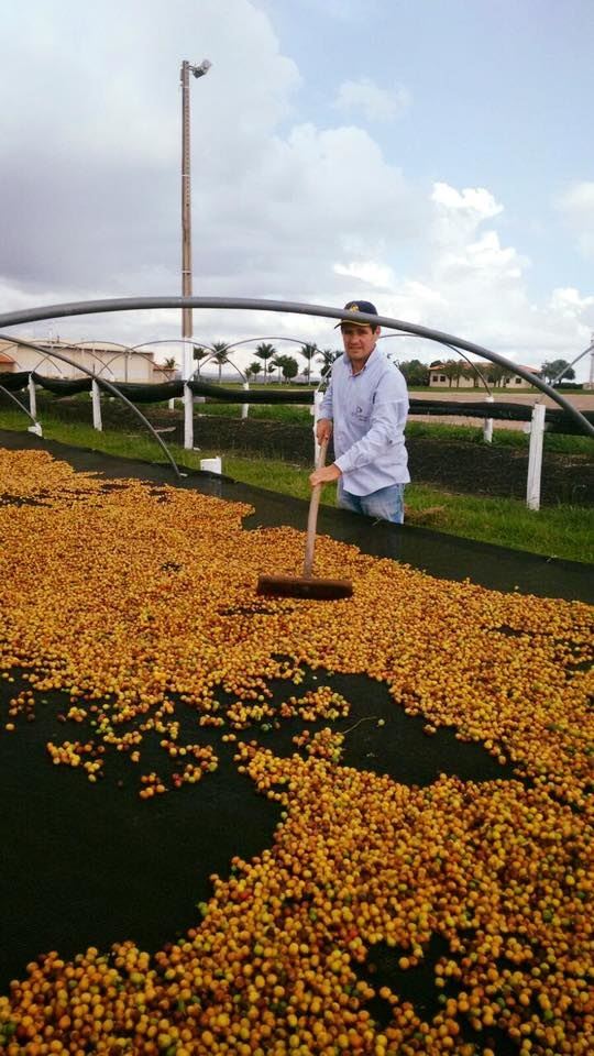 Primeira colheita na O'Coffee, em março 2016 // Foto: Arquivo/ O'Coffee
