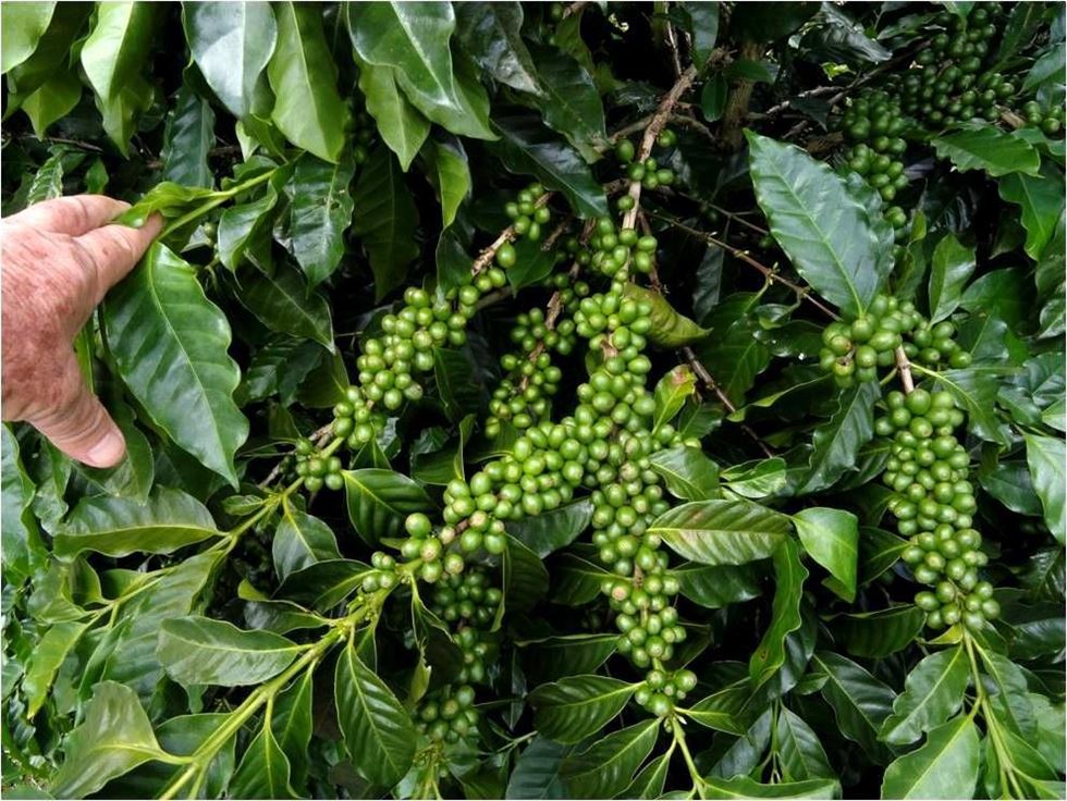 Frutificação uniforme e abundante em cafeeiro da cultivar sabiá 398