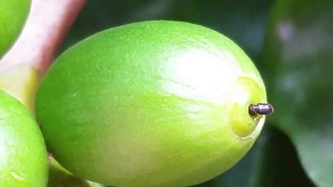Foto: Reprodução de vídeo de Marcelo Jordão Filho, agrônomo da Procafé