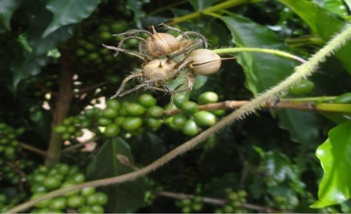 Aspecto dos frutos e sementes da erva/ Foto: Procafé