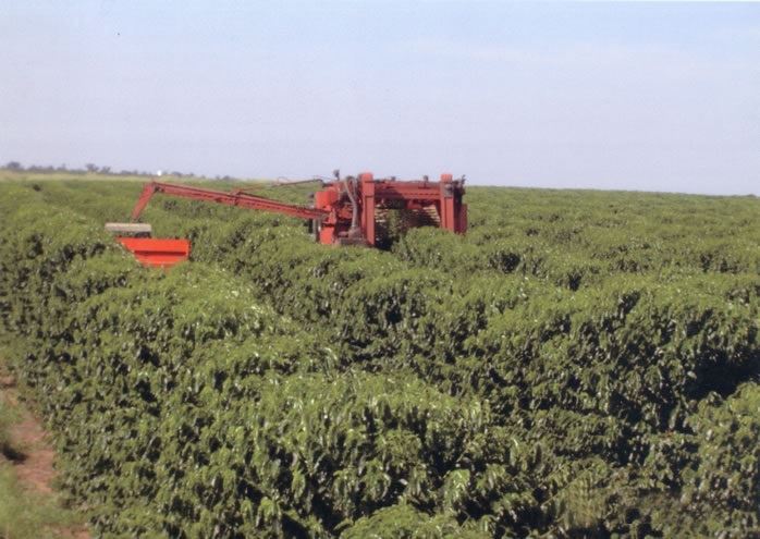 Foto: Terra Forte/ Divulgação