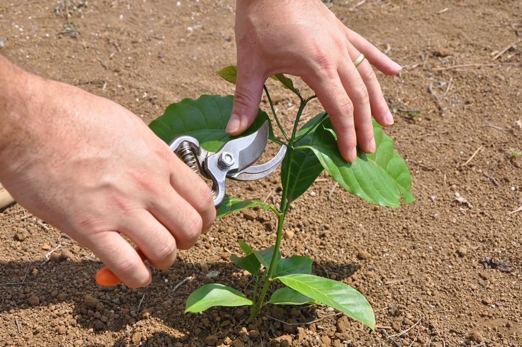 Poda de formação // Foto: Rafael Rocha / Embrapa Rondônia
