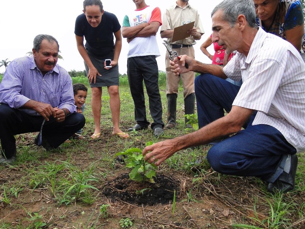 Treinamento da nova técnica de poda do cafeeiro // Foto: Barbara Albuquerque / Embrapa Rondônia