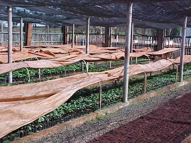 Foto: Iapar/ Divulgação