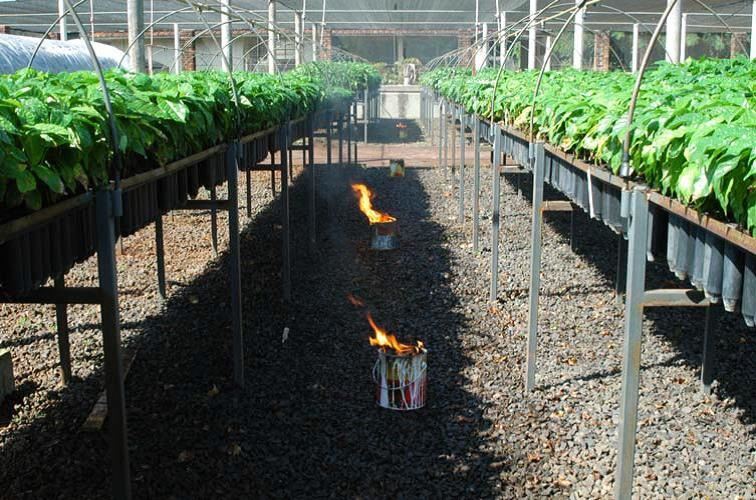 Foto: Iapar/ Divulgação