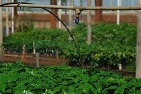 Foto: Iapar/ Divulgação