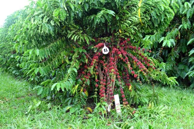 Foto: Embrapa / Divulgação