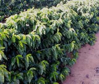 Cafeeiros da cultivar arara, na 1ª safra, com 2 anos de campo, com frutos maduros, em início de julho de 2016 – em Botelhos (MG)