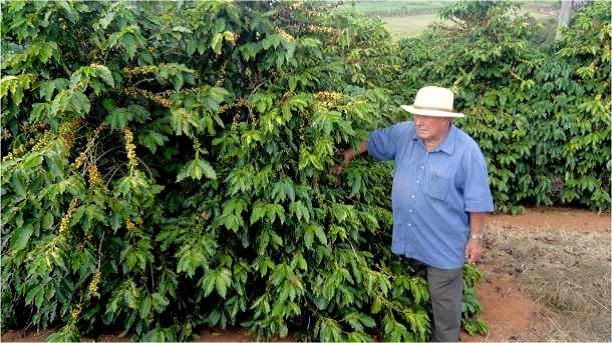 Mostra da manutenção do vigor e alta produtividade em lote comercial de cafeeiros da cultivar arara, com 15 anos de idade, em Elói Mendes (MG) / Foto: Procafé 