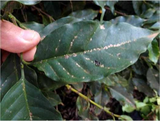 Cochonilha de escamas em folhas de cafeeiros, por efeito de desequilíbrio, climático e de defensivos - Pirapora (MG) // Foto: Procafé
