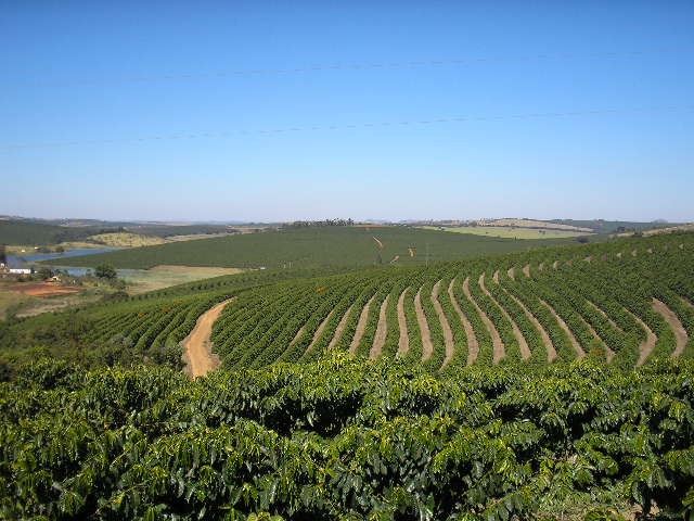 Cafezal em Nova Rezende / Foto: Emater (MG)
