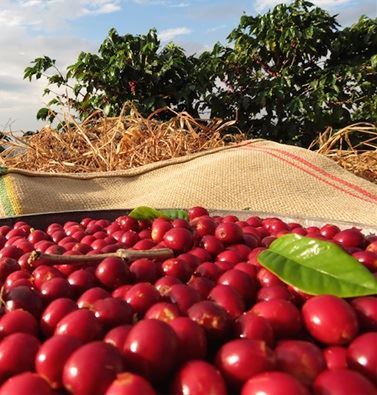 Foto: Facebook Volcano Origin Coffees