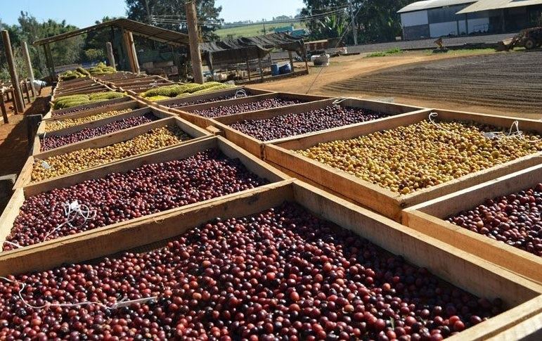 Patrocínio e Araxá possuem regiões propícias para produção do café de “boutique” // Foto: : Sônia Fernandes