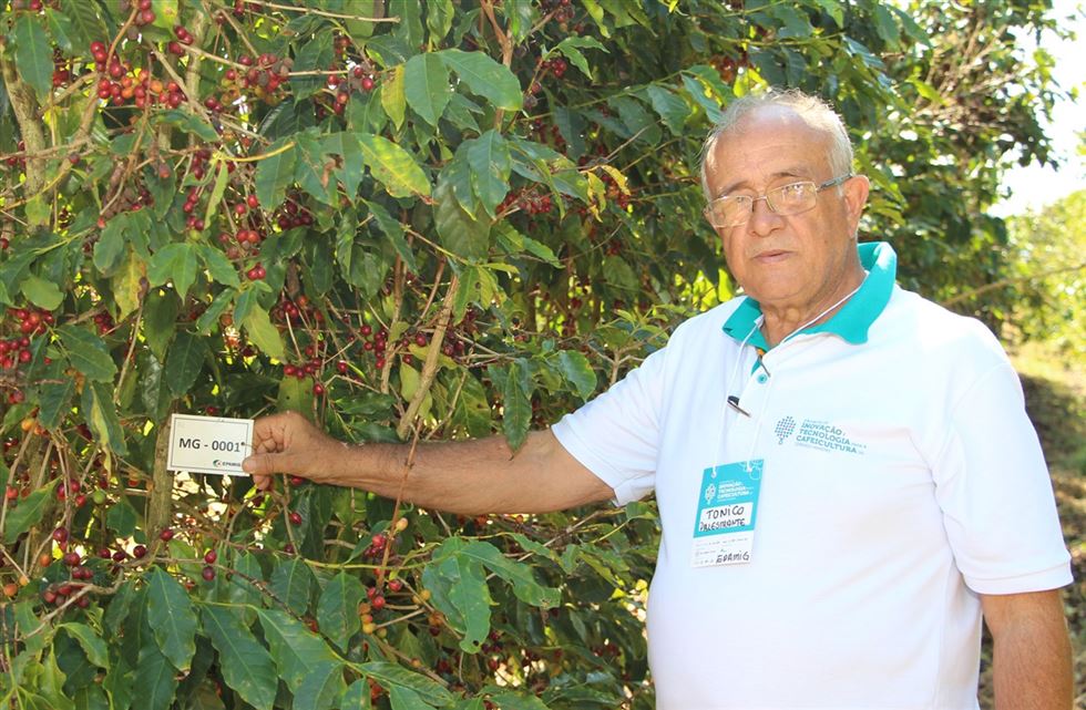 Pesquisador Antônio Pereira desenvolve trabalho de seleção de progênies no banco de germoplasma do café que resultou no lançamento de várias cultivares. // Foto: Erasmo Pereira