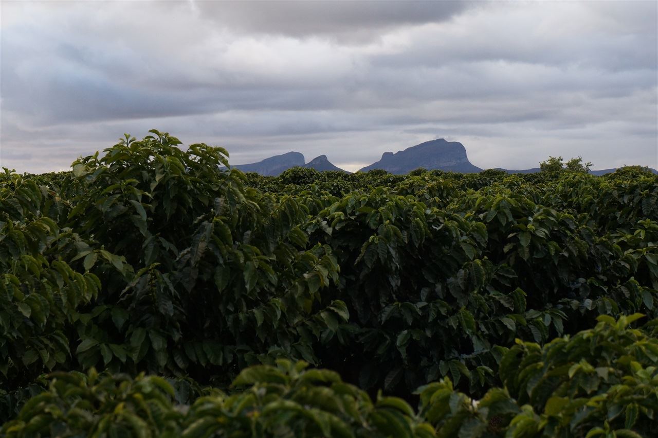 Foto: Fazenda Ouro Verde/ Divulgação