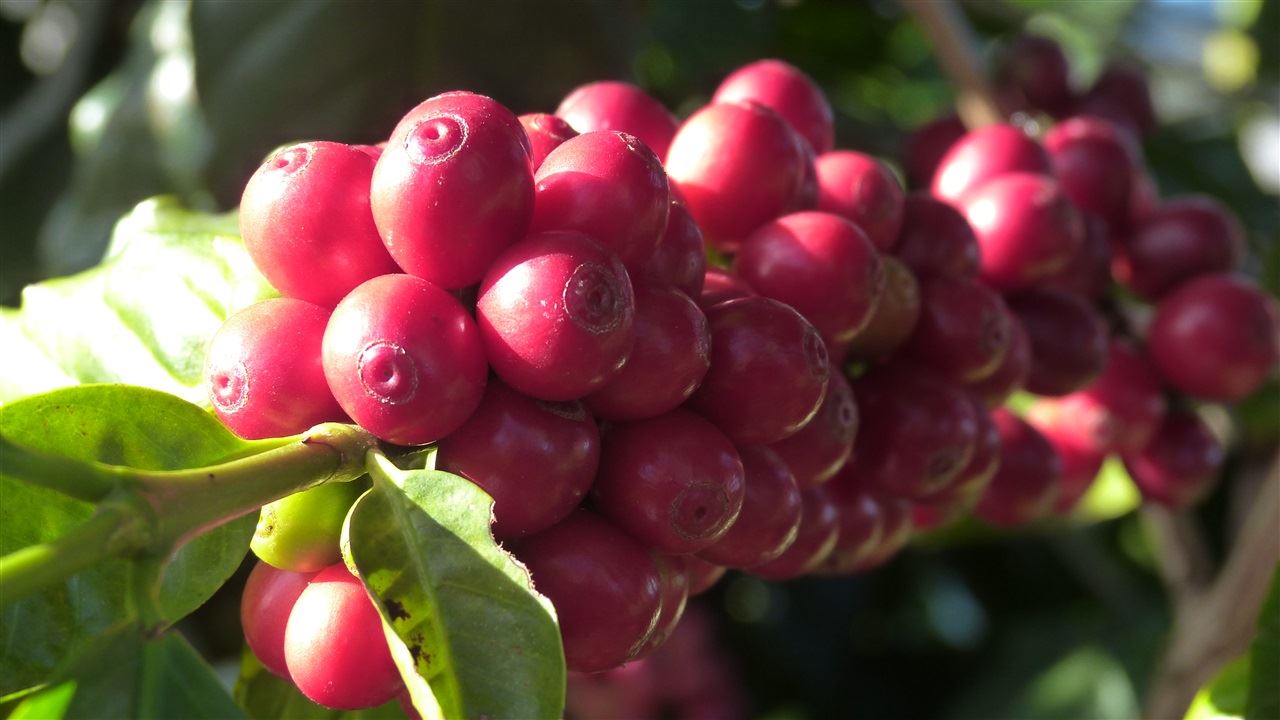 Foto: Fazenda Ouro Verde/ Divulgação