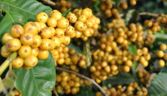 A Paraíso 2, cultivar desenvolvida pela EPAMIG é já plantada no Cerrado Mineiro, foi classificada como um dos melhores café no Concurso de Qualidades de Minas Gerais. Foto: Mariáh Pierobon