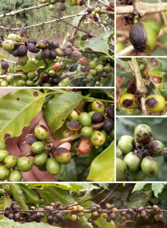 Sintomas causados pela infeçcão do fungo Colletotrichumem frutos de café folhas e ramos de plantas de cafeeiro no Vietnam