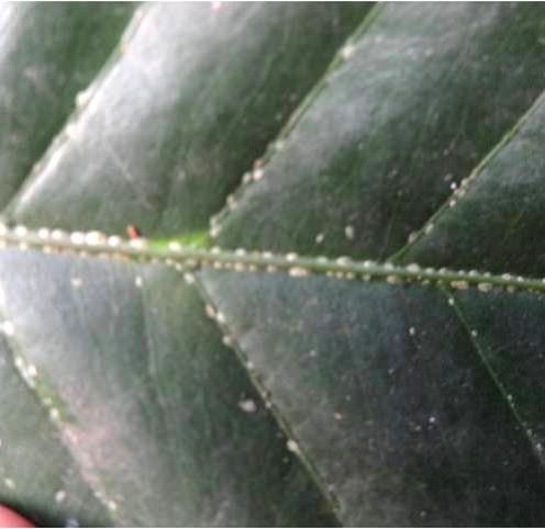 Ataque normal da cochonilha verde (Coccus virides) em folhas e em ramos novos / Foto: Procafé