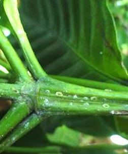 Ataque normal da cochonilha verde (Coccus virides) em folhas e em ramos novos / Foto: Procafé