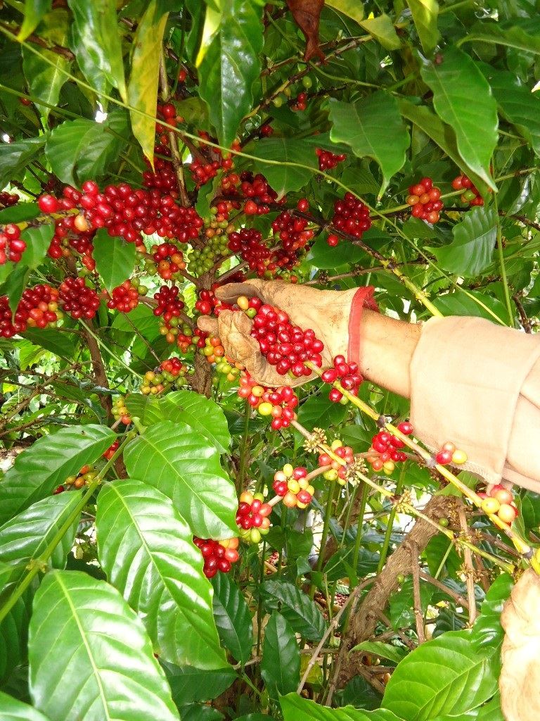 Colheita de cafe madruro / Foto: Embrapa Rondônia / Renata Silva