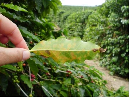 Ferrugem do cafeeiro causada por Hemileia vastatrix. (Foto Flávia R. A. Patricio)