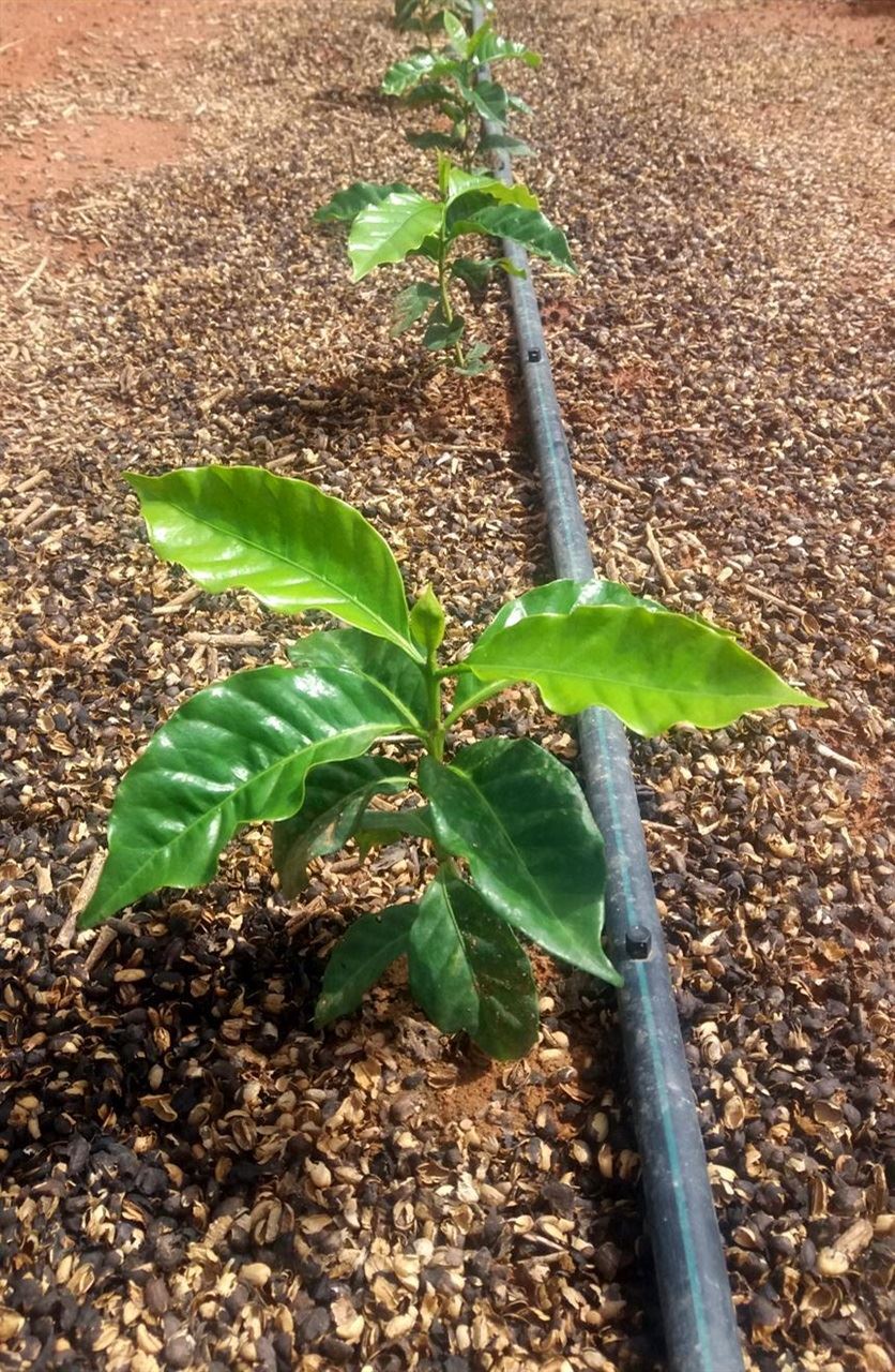 A palha de café ou outro orgânico, aplicada em cobertura, atende às funções nutricionais e, ainda, funciona como cobertura morta, melhorando a umidade no solo. // Foto: Procafé