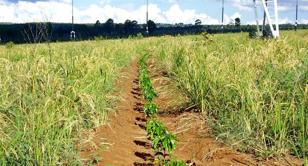 Foto: Procafé // Plantio de arroz pra proteção do solo sob pivô-lepa, na Serra do Cabral-Várzea da Palma (MG)