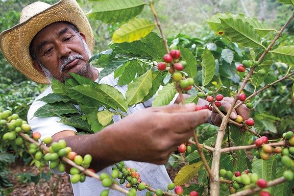 Foto: Coffee farming. Photo/File