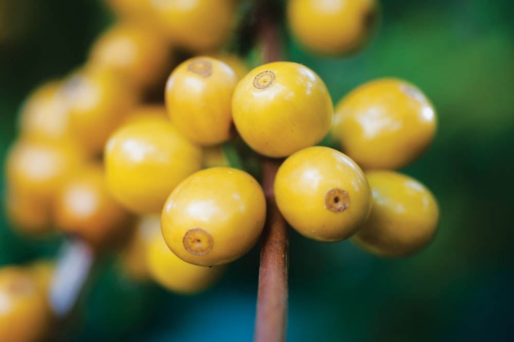 Foto: Ivan Padovani/Café Editora