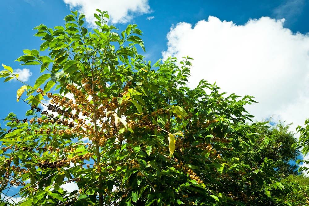 Foto: Felipe Gombossy/Café Editora