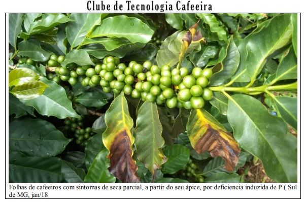 Figura 1