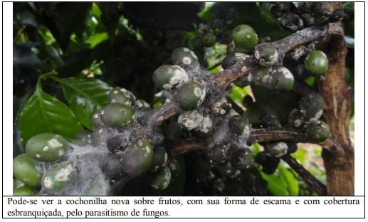 Figura 1