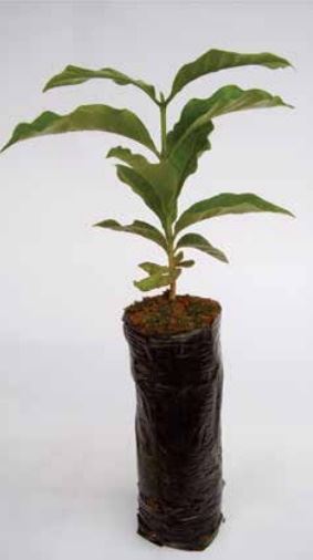 Figura 1