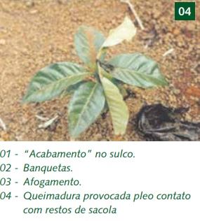 Figura 10