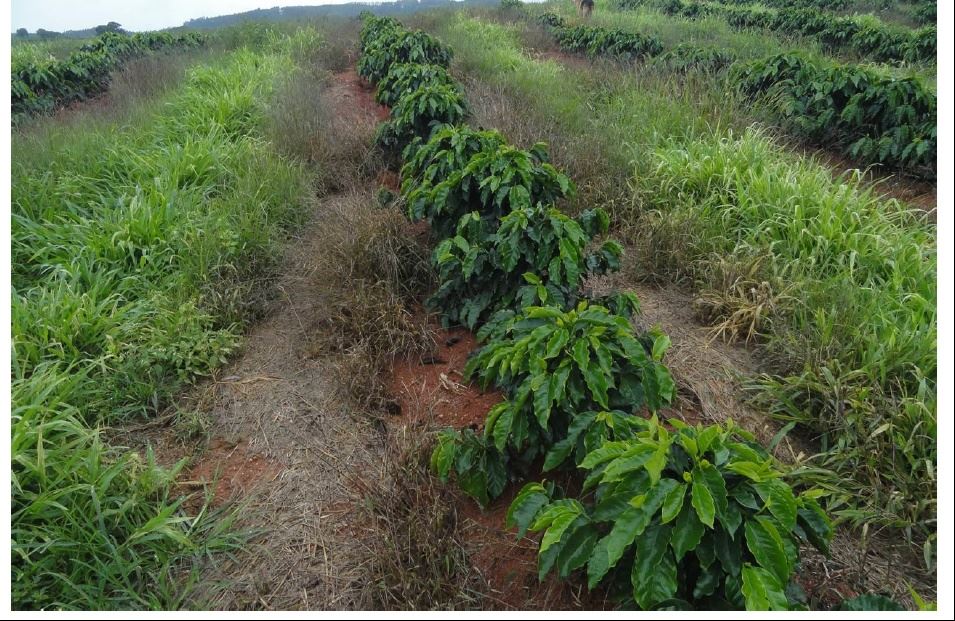 Efeito de controle do mato na linha de cafeeiros jovens, com o uso de combinação de herbicidas de pós-emergência(Select e Clorimuron) mais de pré (Goal) sobre mato normal, sendo melhores resultados em mato mais novo.